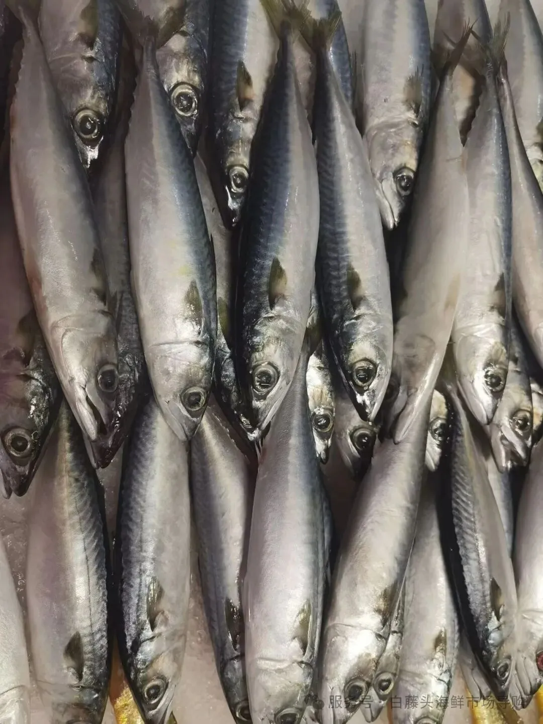 珠海白藤头海鲜市场全攻略|10 款平价海鲜闭眼入不踩雷!从选品到加工,手把手教你吃遍鲜货