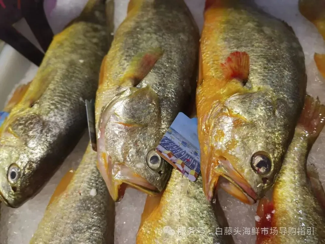 珠海白藤头海鲜市场全攻略|10 款平价海鲜闭眼入不踩雷!从选品到加工,手把手教你吃遍鲜货