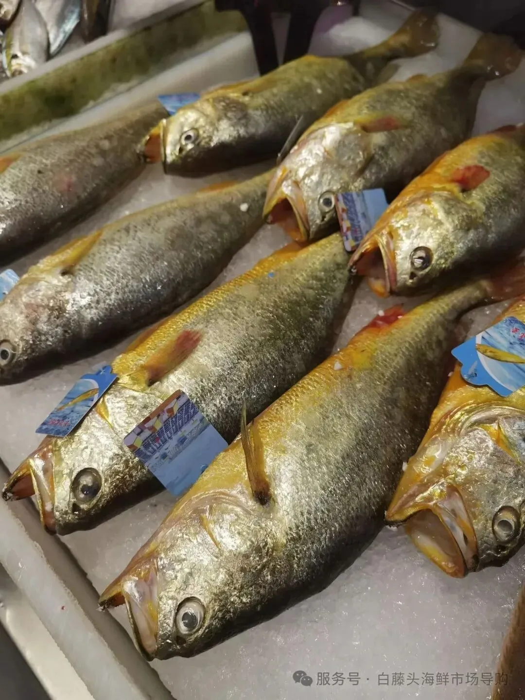 珠海白藤头海鲜市场全攻略|10 款平价海鲜闭眼入不踩雷!从选品到加工,手把手教你吃遍鲜货