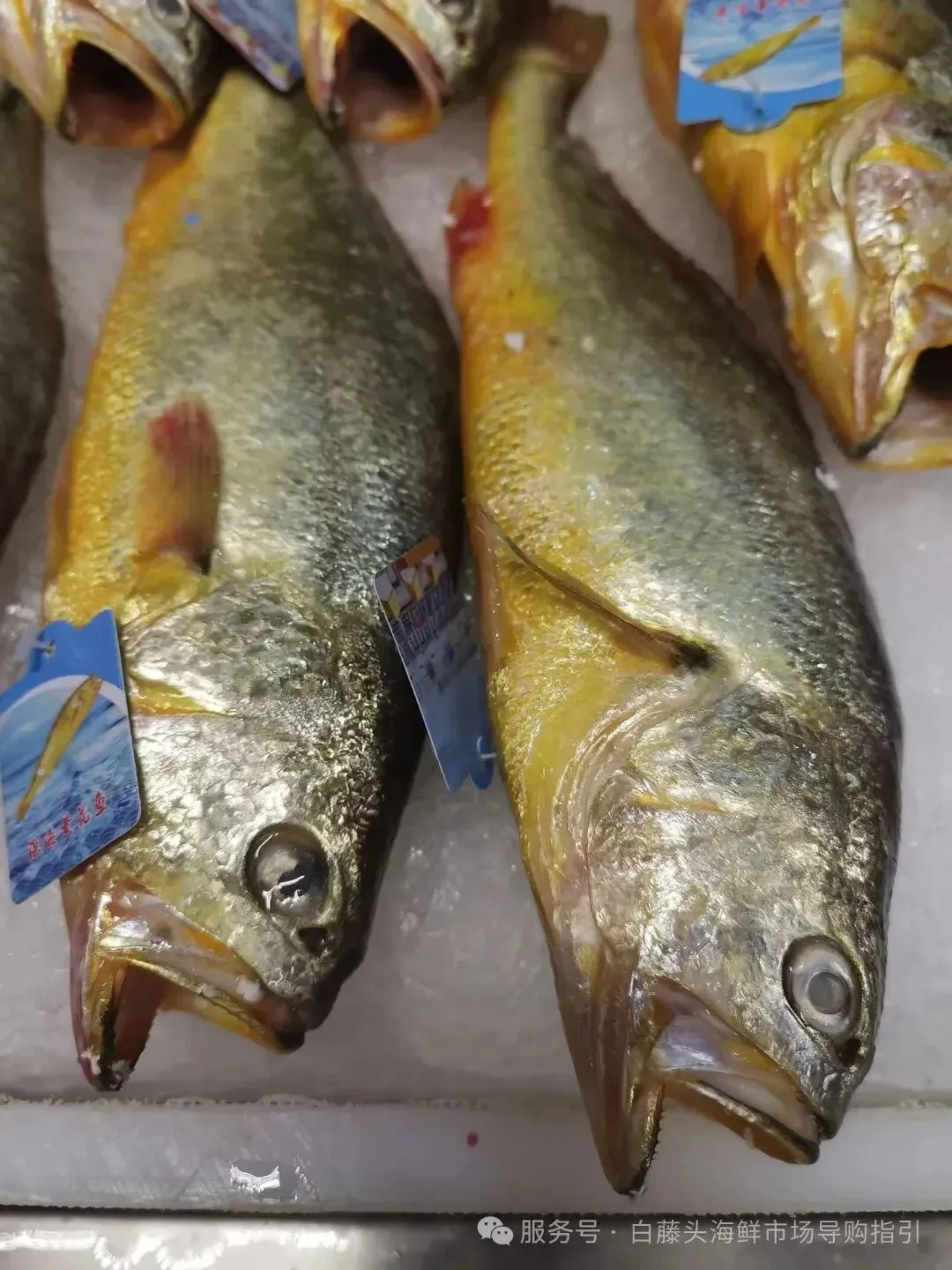 珠海白藤头海鲜市场全攻略|10 款平价海鲜闭眼入不踩雷!从选品到加工,手把手教你吃遍鲜货