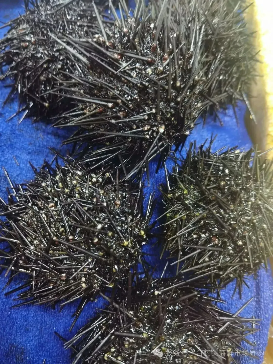 珠海白藤头海鲜市场全攻略|10 款平价海鲜闭眼入不踩雷!从选品到加工,手把手教你吃遍鲜货