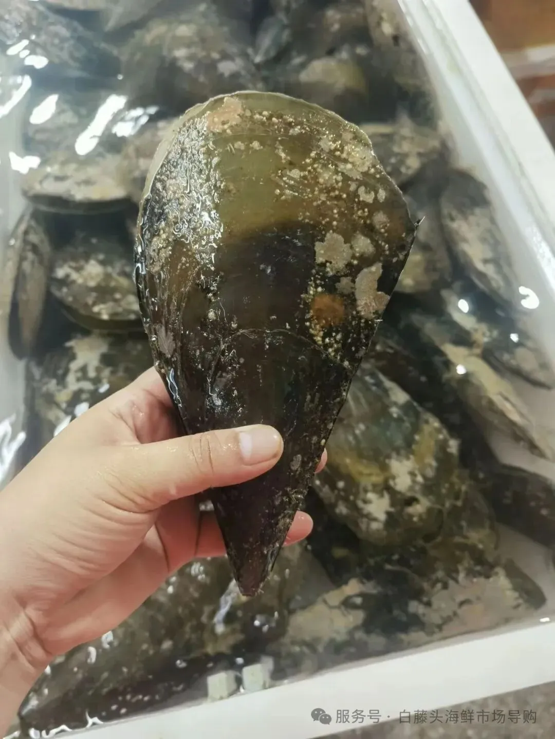 珠海白藤头海鲜市场全攻略|10 款平价海鲜闭眼入不踩雷!从选品到加工,手把手教你吃遍鲜货