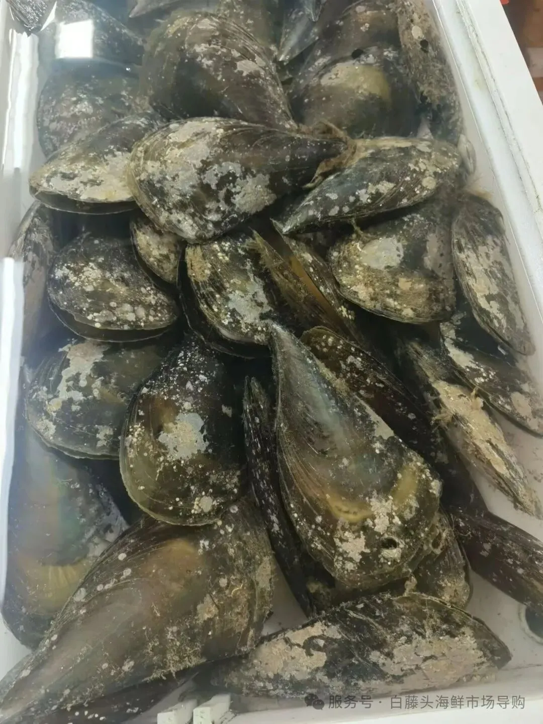 珠海白藤头海鲜市场全攻略|10 款平价海鲜闭眼入不踩雷!从选品到加工,手把手教你吃遍鲜货