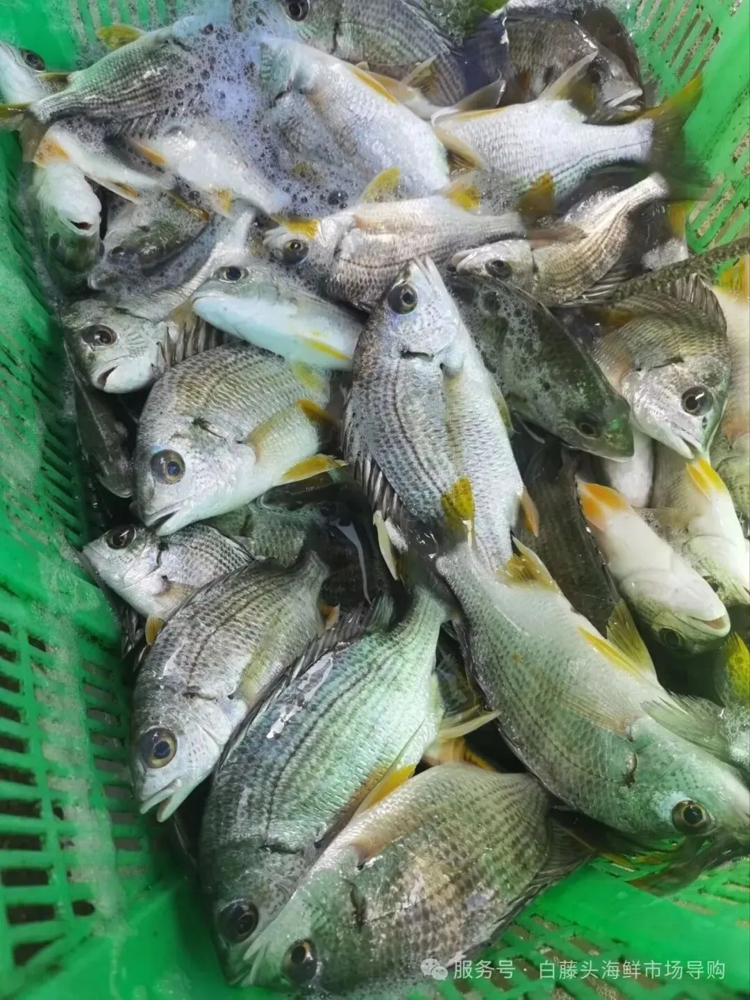 珠海白藤头海鲜市场全攻略|10 款平价海鲜闭眼入不踩雷!从选品到加工,手把手教你吃遍鲜货