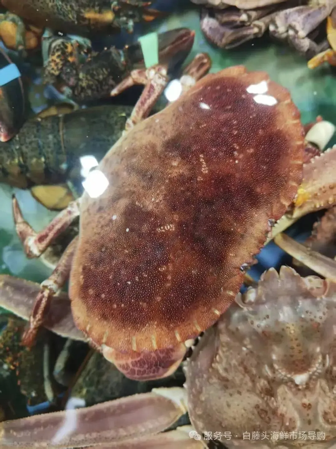 珠海白藤头海鲜市场全攻略|10 款平价海鲜闭眼入不踩雷!从选品到加工,手把手教你吃遍鲜货