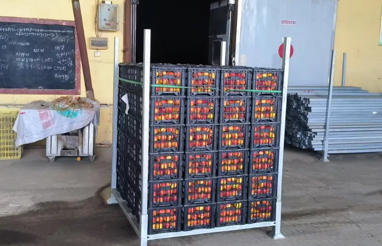 苹果市场五一备货不及预期,冷库苹果会崩盘么?