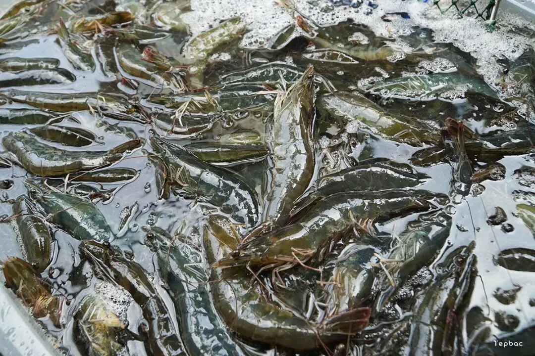 全球虾市场未来十年发展分析:趋势、驱动与机遇!专家:前景乐观!