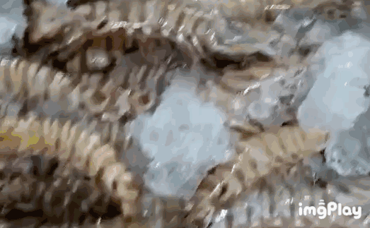 猛看!澄海最近很多人在这里买海鲜!比市场还便宜?渔港直送到家!