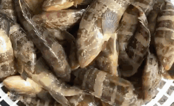 猛看!澄海最近很多人在这里买海鲜!比市场还便宜?渔港直送到家!