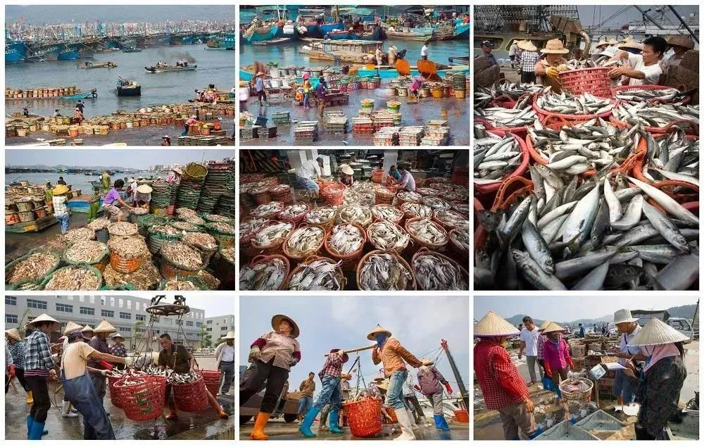 猛看!澄海最近很多人在这里买海鲜!比市场还便宜?渔港直送到家!