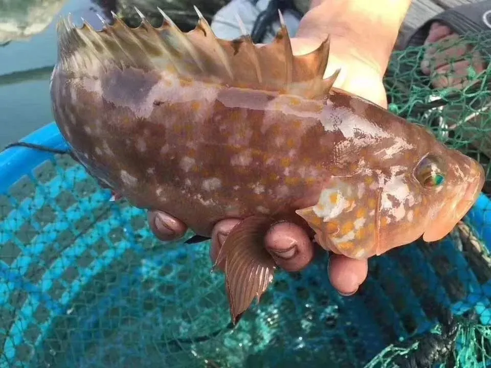 猛看!澄海最近很多人在这里买海鲜!比市场还便宜?渔港直送到家!