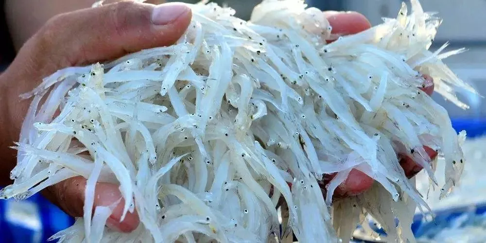 猛看!澄海最近很多人在这里买海鲜!比市场还便宜?渔港直送到家!