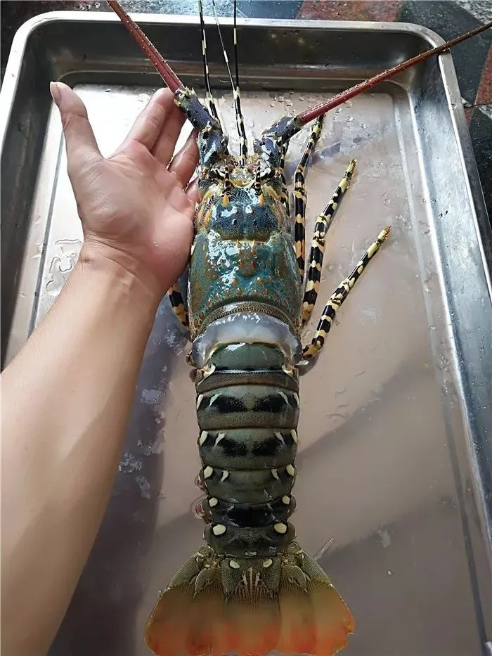 猛看!澄海最近很多人在这里买海鲜!比市场还便宜?渔港直送到家!