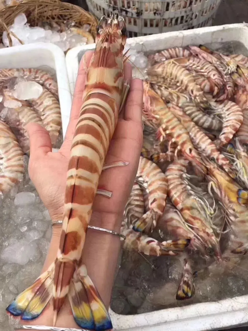 长乐人买菜新攻略!比市场还便宜?吃本港生猛海鲜人均只要50+、渔港直送到家!