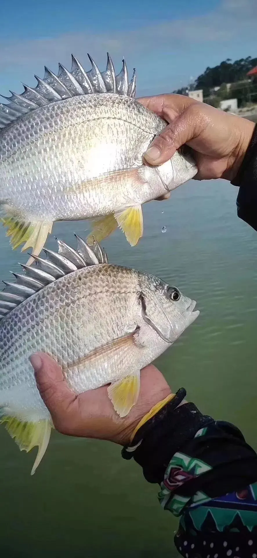 长乐人买菜新攻略!比市场还便宜?吃本港生猛海鲜人均只要50+、渔港直送到家!