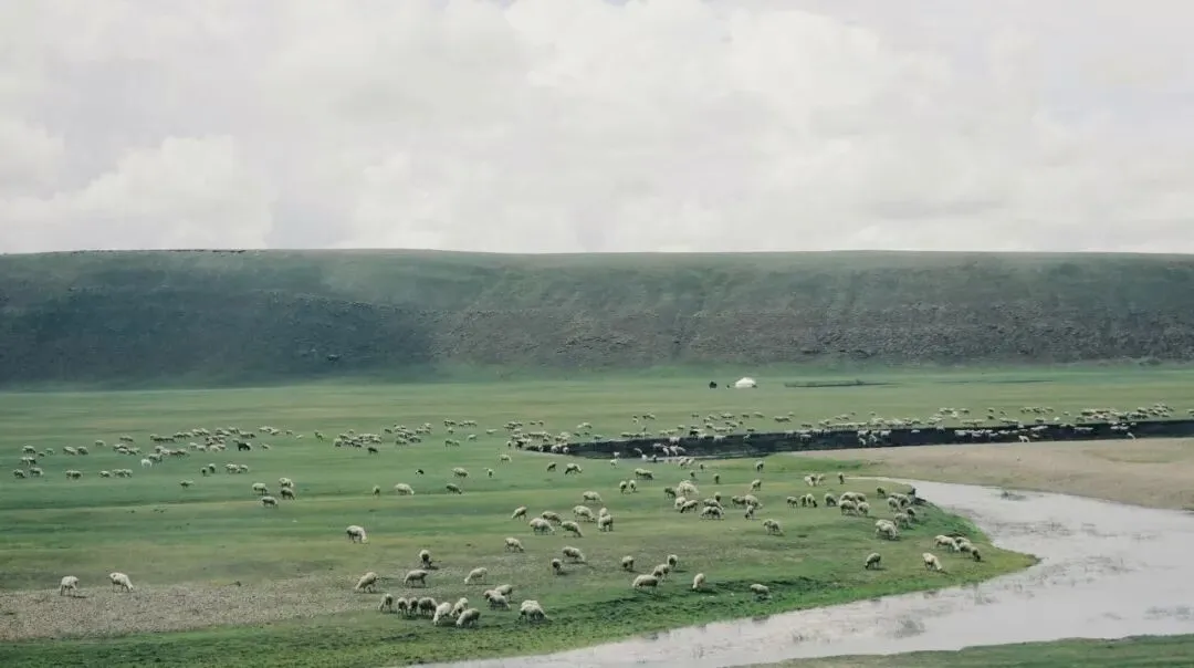 走进草原腹地 助力国毛振兴——南京羊毛市场邀您共赴内蒙古细羊毛产业考察之旅