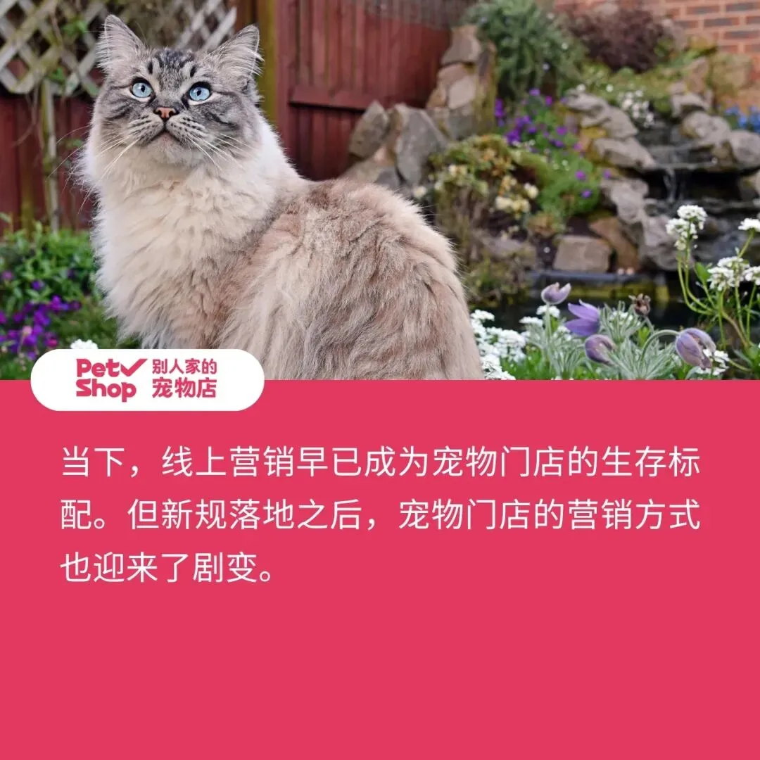 价格新规落地,宠物门店线上营销这些一定要注意!