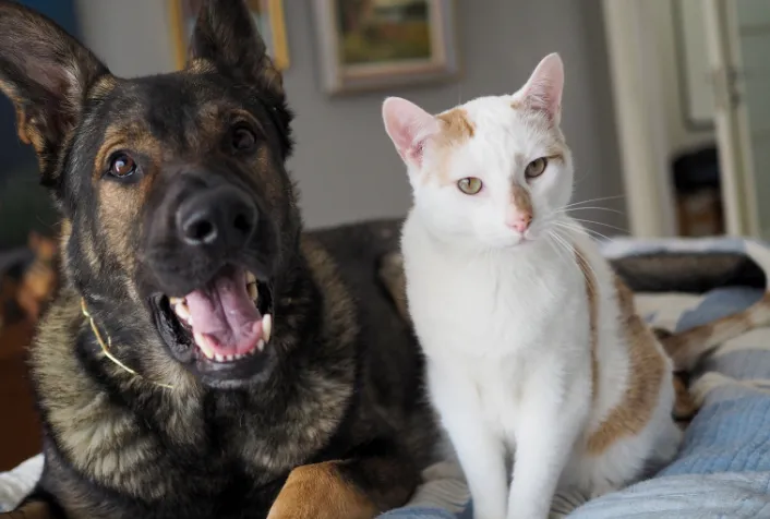 价格新规落地,宠物门店线上营销这些一定要注意!