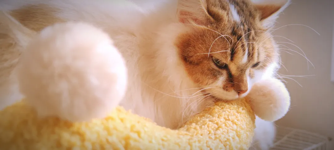 价格新规落地,宠物门店线上营销这些一定要注意!