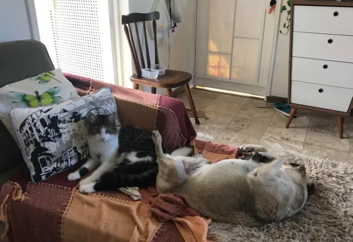 价格新规落地,宠物门店线上营销这些一定要注意!