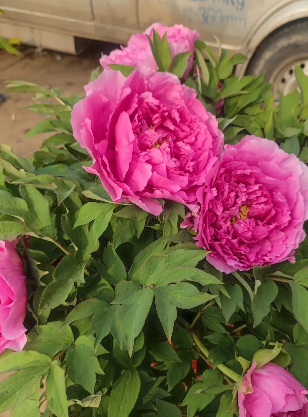 高密石庵路花卉市场牡丹缤纷上市