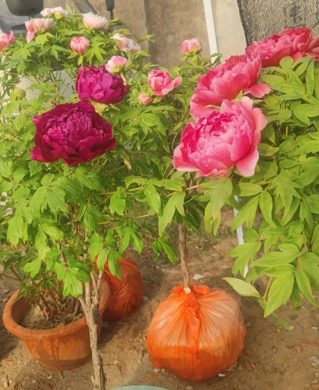 高密石庵路花卉市场牡丹缤纷上市