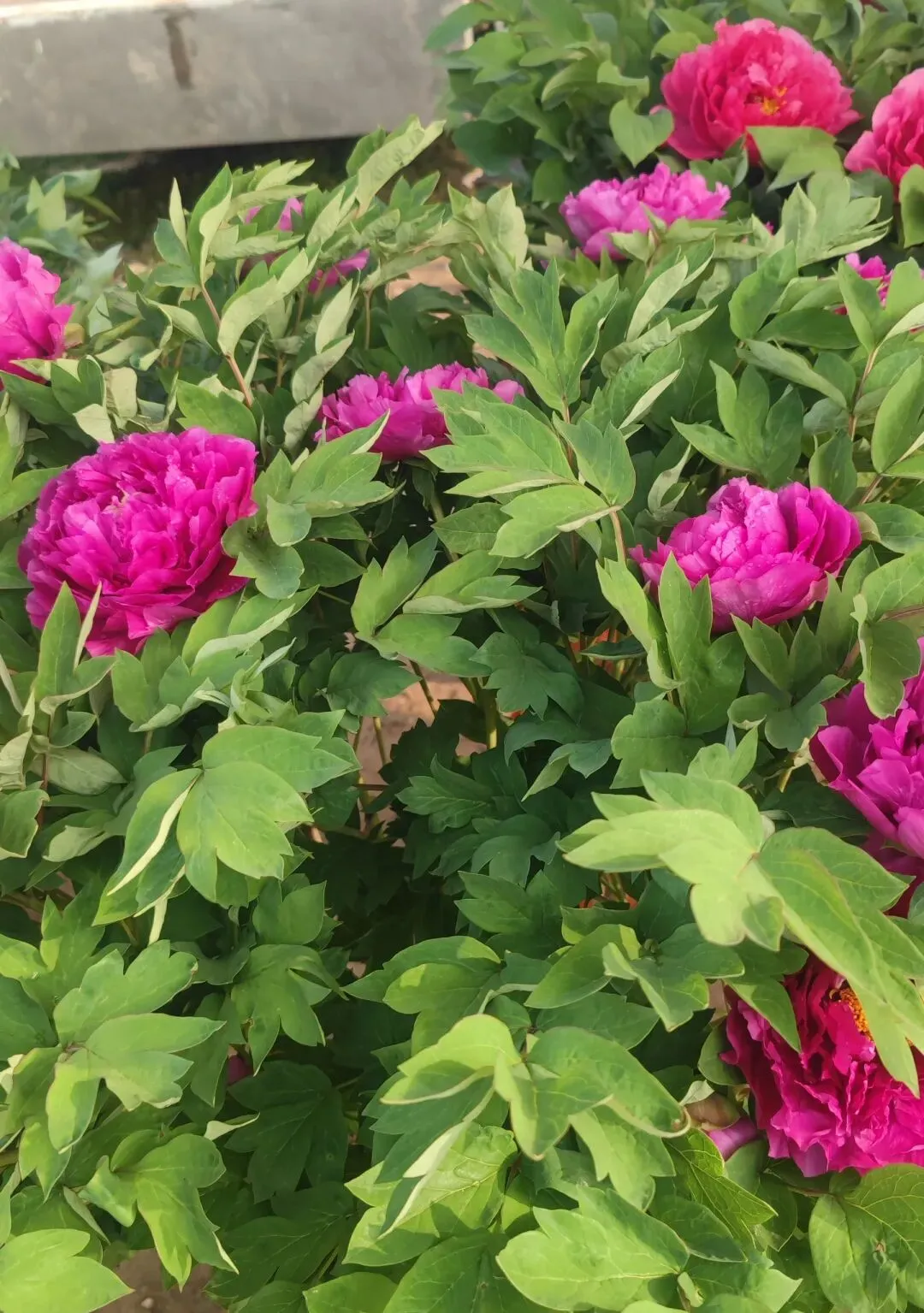 高密石庵路花卉市场牡丹缤纷上市