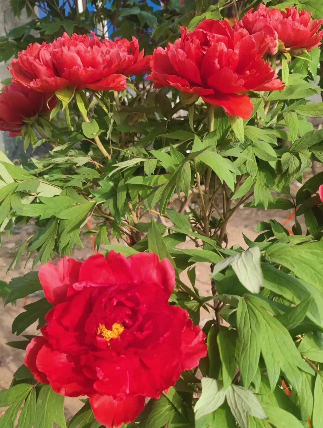 高密石庵路花卉市场牡丹缤纷上市