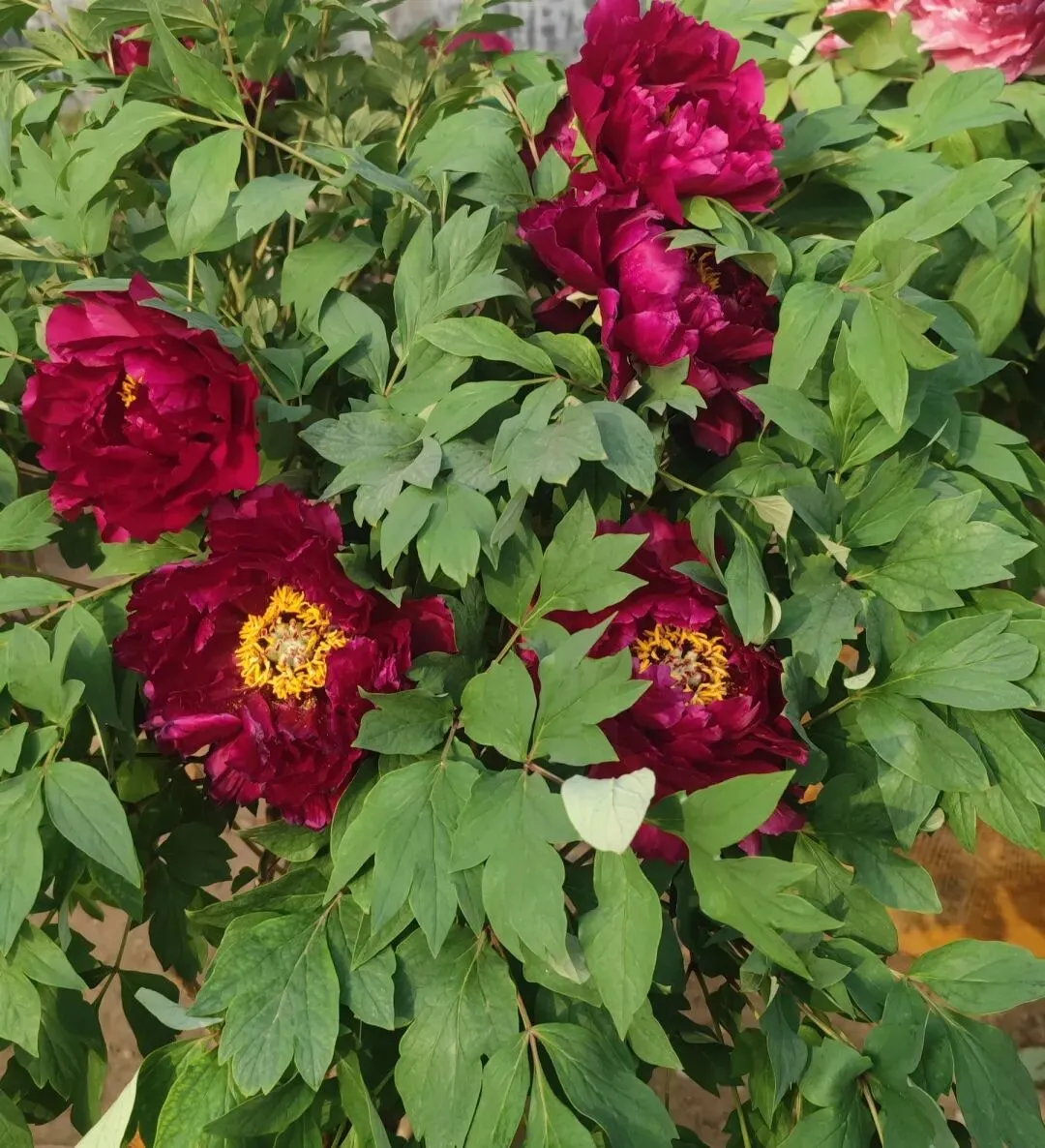 高密石庵路花卉市场牡丹缤纷上市