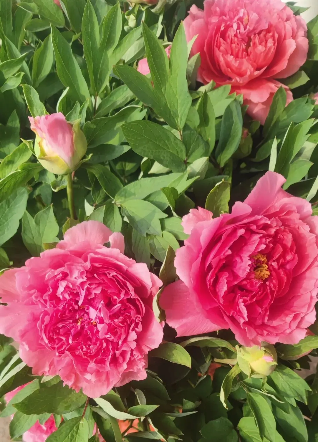 高密石庵路花卉市场牡丹缤纷上市