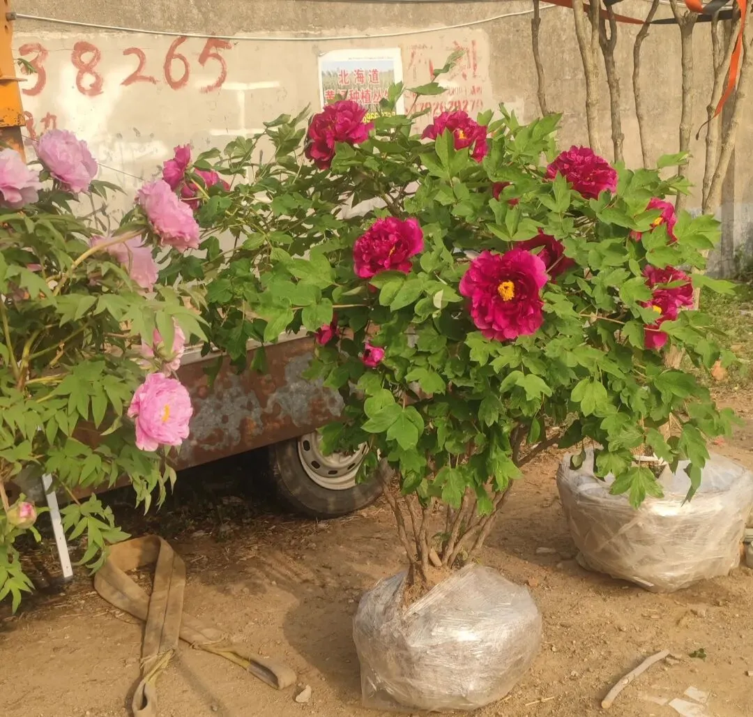 高密石庵路花卉市场牡丹缤纷上市