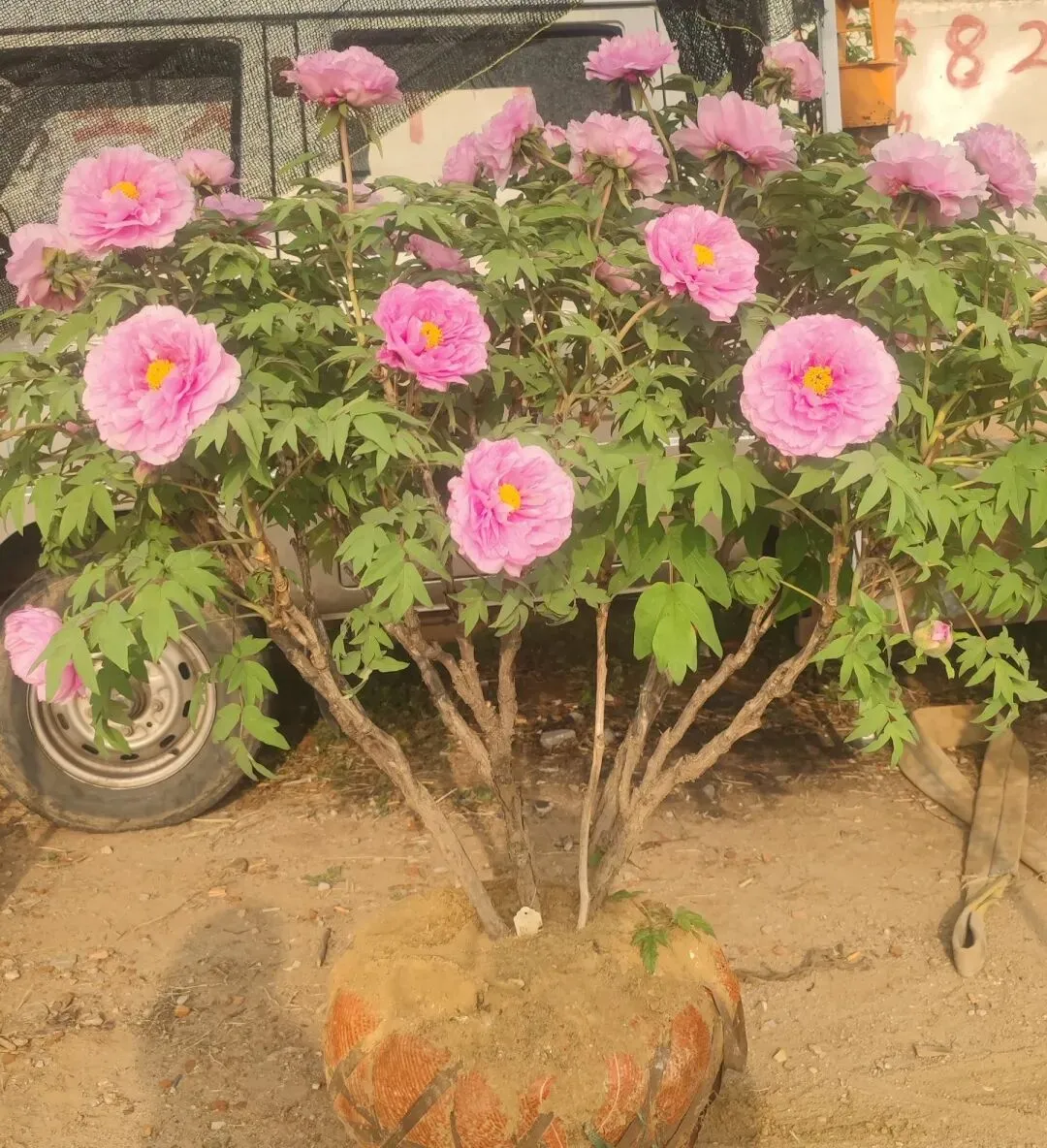 高密石庵路花卉市场牡丹缤纷上市