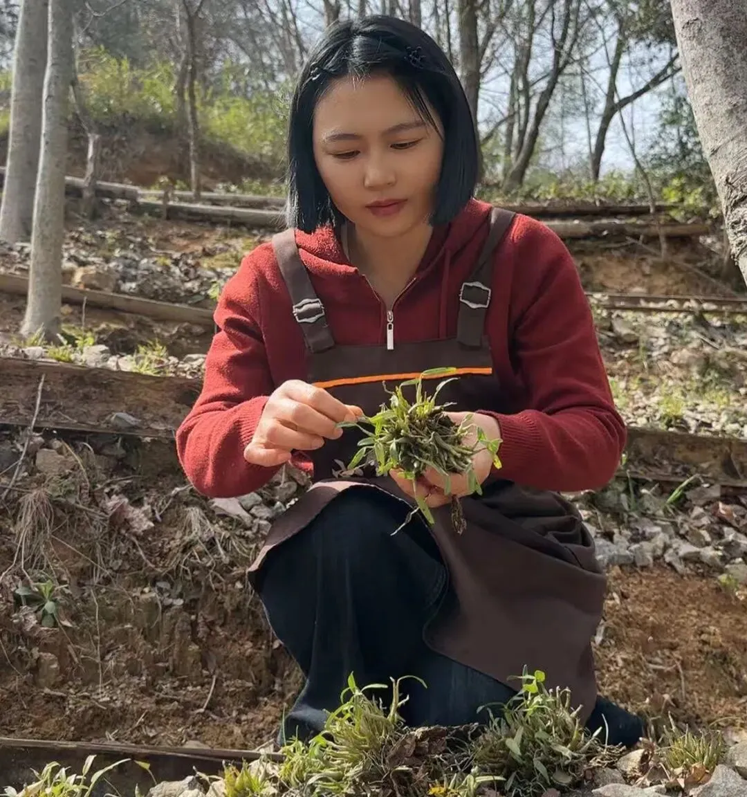 崩了!石斛市场暴雷了!