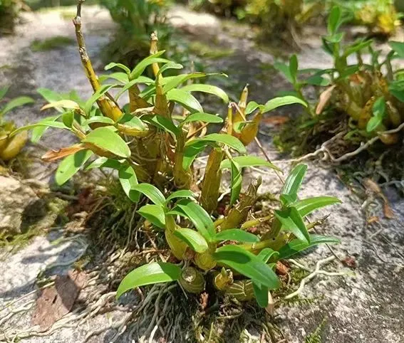 崩了!石斛市场暴雷了!