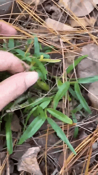 崩了!石斛市场暴雷了!