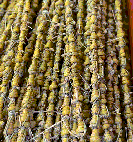 崩了!石斛市场暴雷了!