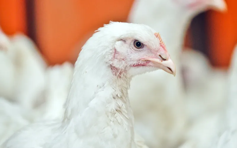 【BOYAR监测】生猪市场每日简评【4.17】