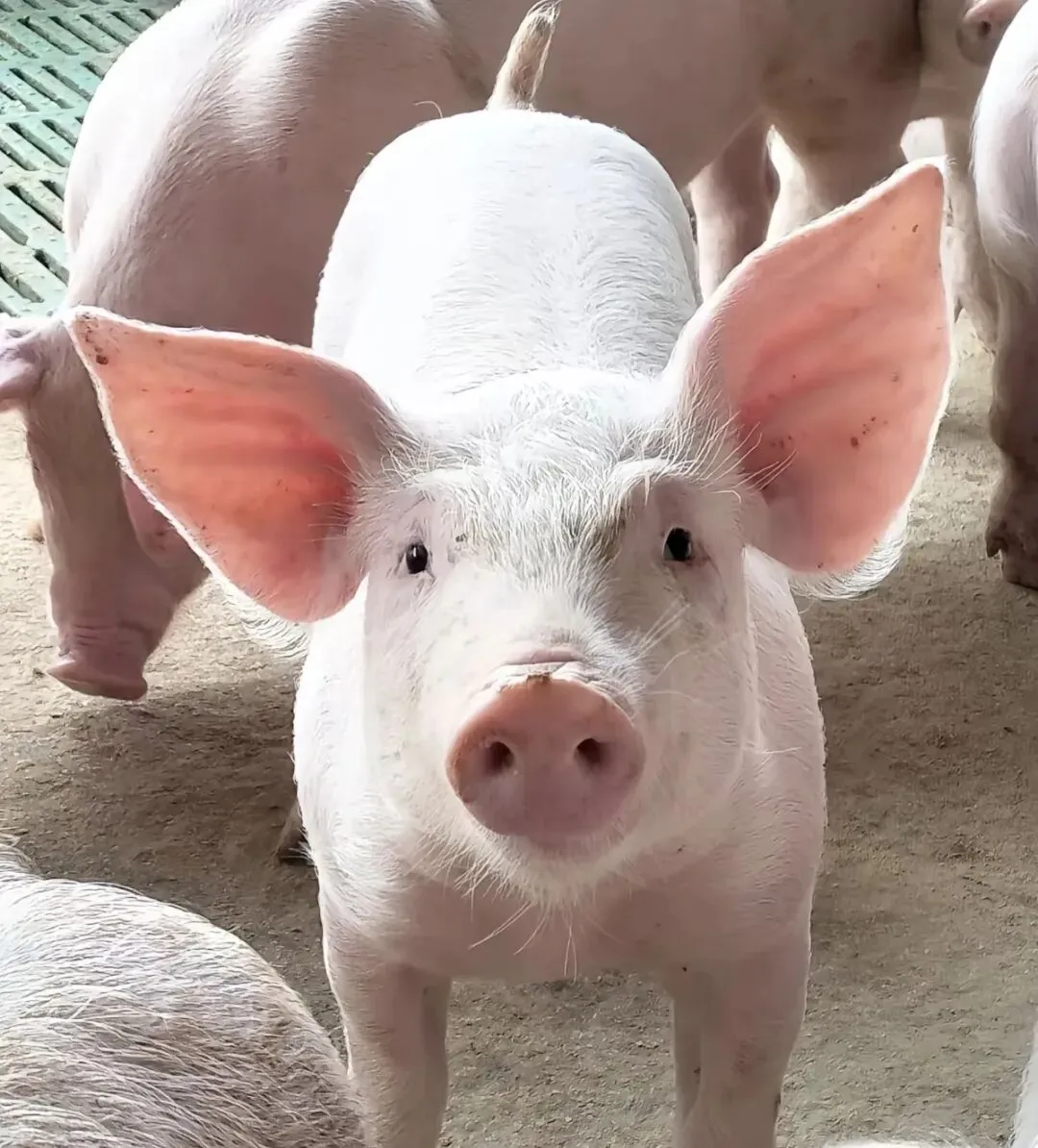 生猪期货暴涨:市场情绪升温,现货猪肉价格影响有限,期货市场是否迎来捞金机会?