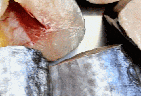 市场上这3种鱼,现在无法人工养殖,都是野生鱼,价格便宜营养高