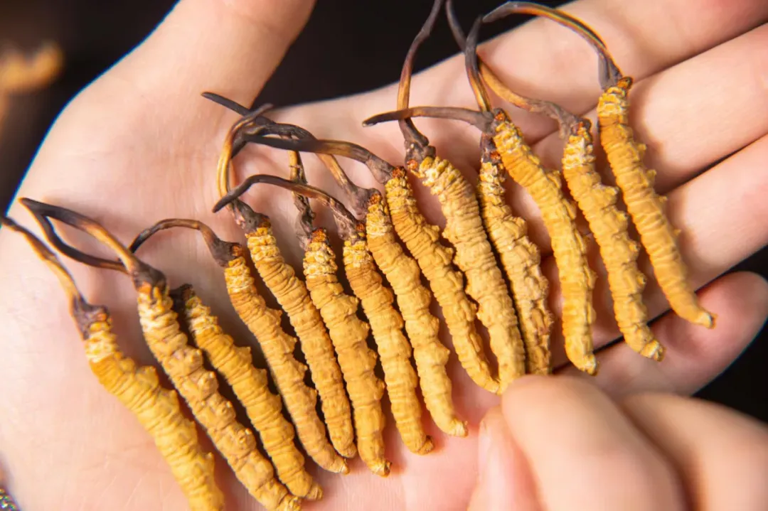 崩了,虫草市场暴大雷了