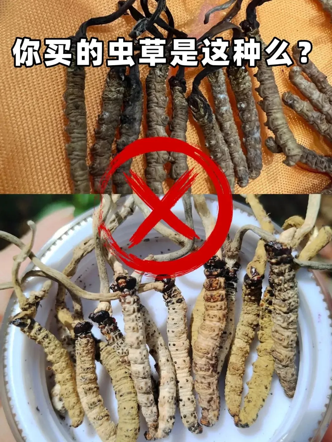 崩了,虫草市场暴大雷了