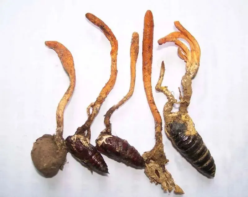 虫草:自然界的“黄金”补品,是神药还是营销神话?