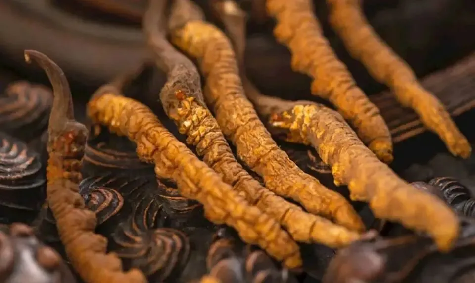 虫草:自然界的“黄金”补品,是神药还是营销神话?