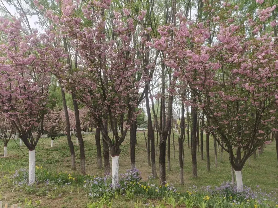 【文苑心语】徐建斌:壶关种子市场乱,农人忧农寄心声