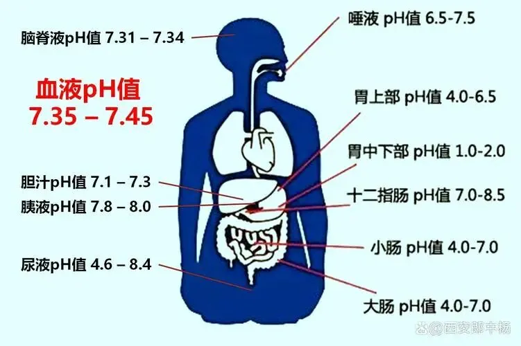 被营销号吹上天的“酸性体质”,其实是场20年都辟不掉的谣