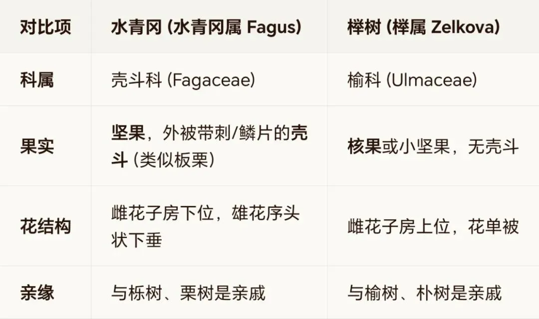 家具网络销售乱像:水青冈(曾用名:山毛榉)当做高山榉卖,从木种鉴定带你识破商家惯用伎俩