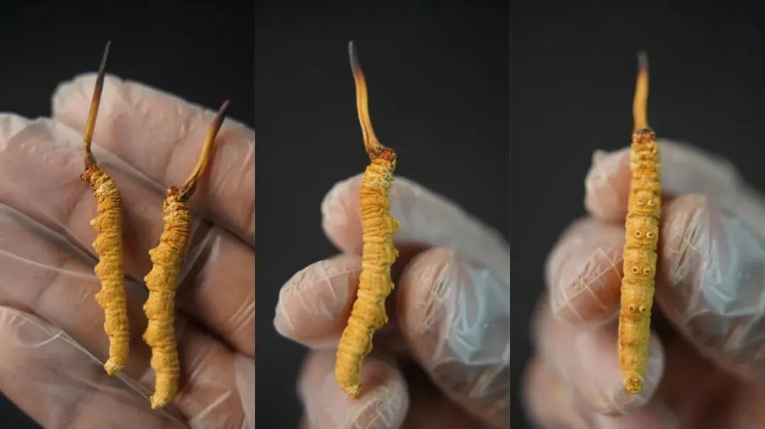 虫草市场的猛料,刺痛了很多人!!!