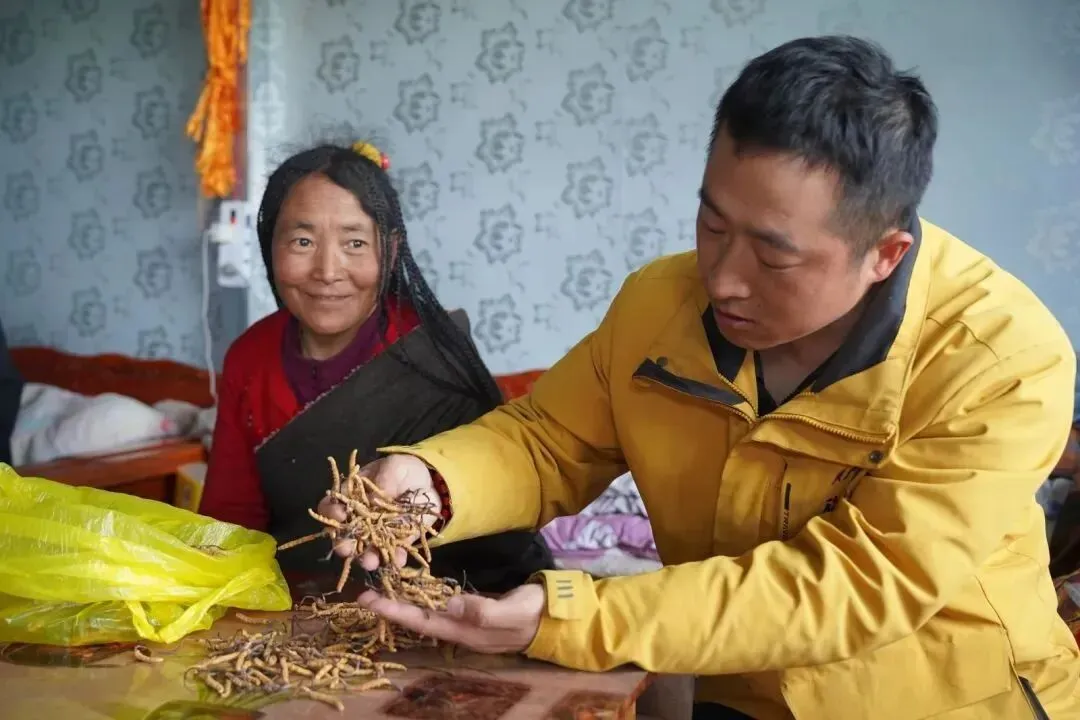 虫草市场的猛料,刺痛了很多人!!!