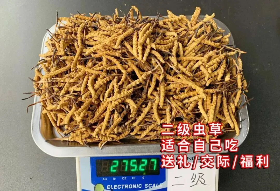 虫草市场的猛料,刺痛了很多人!!!