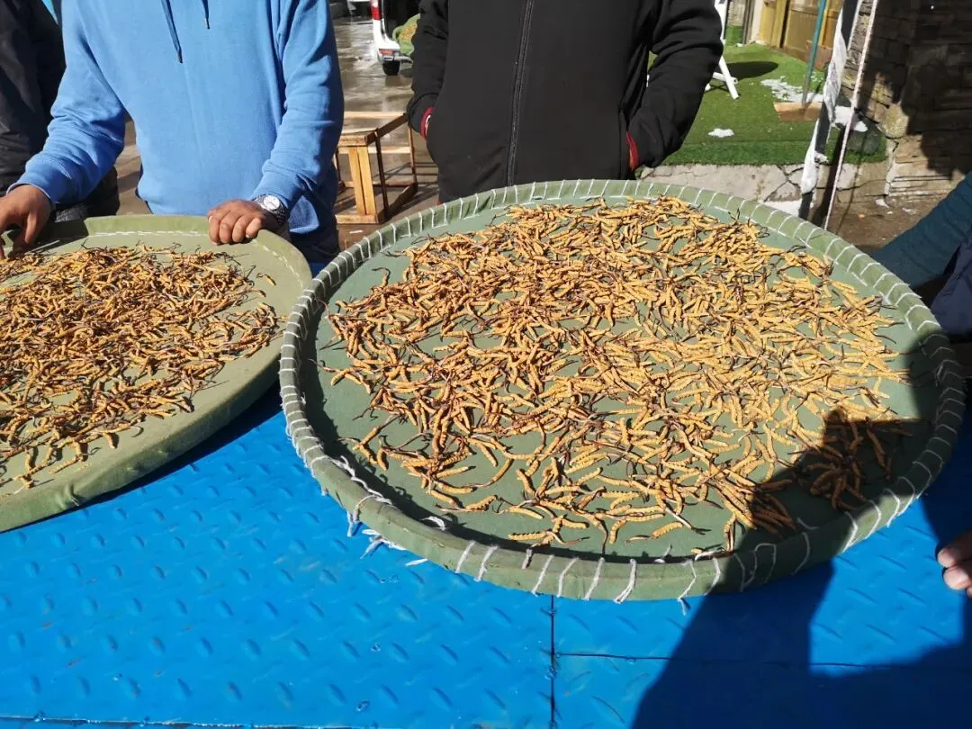 虫草市场的猛料,刺痛了很多人!!!